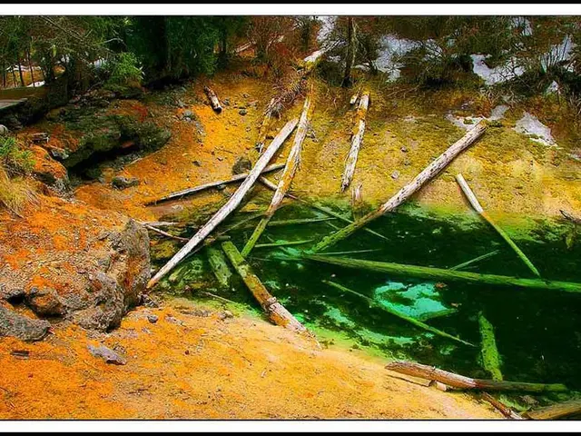 Enhancing cognitive clarity and focus through the use of Maritime Pine Bark Extract (MPBE)