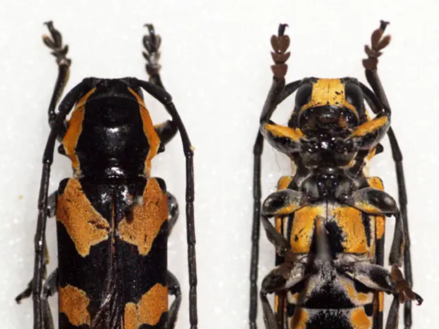 Bonsai Aphid Management: Utilizing Native Predators and Adhesive Traps