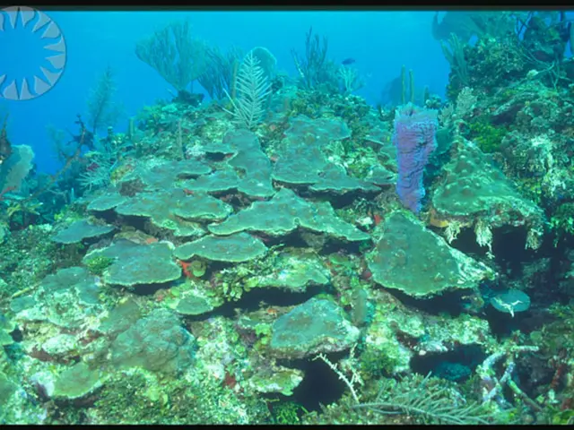 "Permaculture Water Saving Methods for Novices: A Guide"