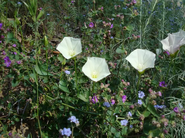 Unnamed Expert Advocates Consumption of Common Backyard Weeds: "They Offer a Taste"