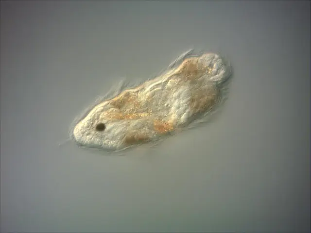 Chagas disease-causing 'kissing bug' parasite discovered across 32 US states: Essential insights...