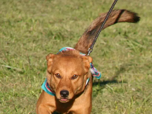 Corrective measures for your pet dog, according to a reward-based trainer, aren't only detrimental...