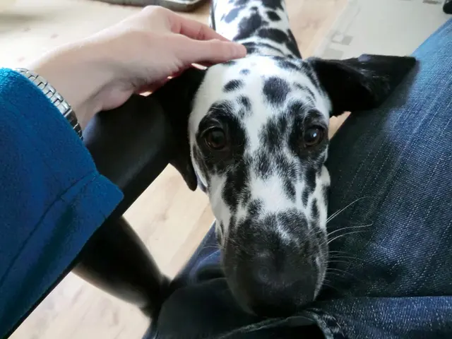 Addressing Canine Aggression: Vet Resolves Regular Behavioral Issues (5 instances detailed)