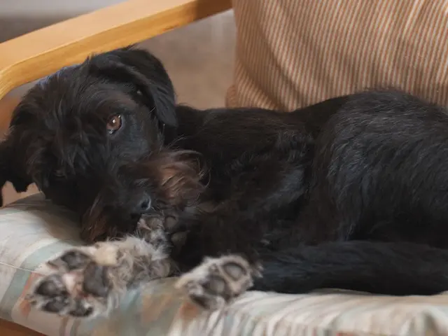 Reason for Dog Urinating on Bed and Solutions for Prevention