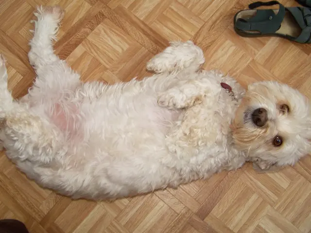 Reasons Behind a Canine's Butt Licking Habit and Strategies to Curb the Behavior