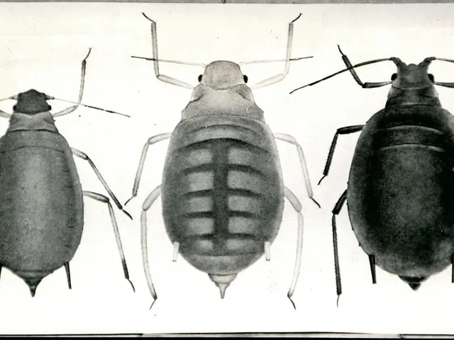 Length of Life for Cockapoos: Comprehensive Insights into This Hybrid Breed