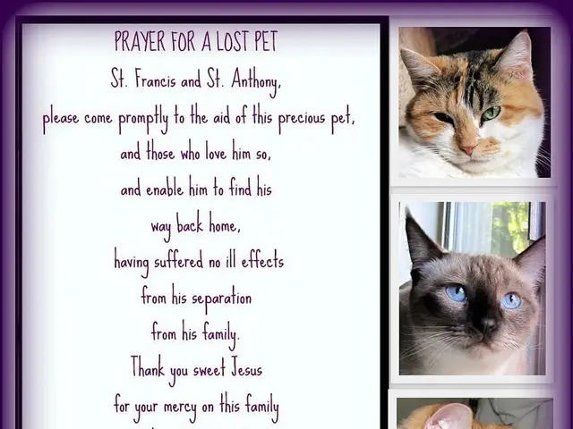 Cats and our affections: A specialist sheds light on the matter