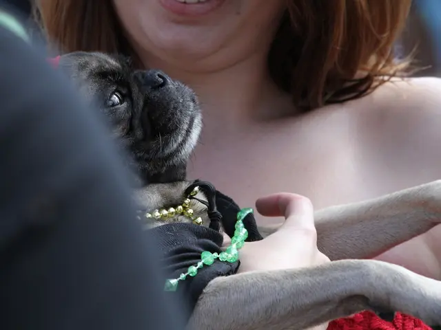 Expert Vet Offers Simple Strategies for Preventing Puppy Nipping (Surprisingly Straightforward!)