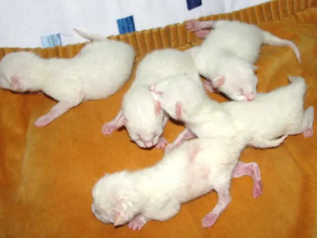 Trash regulations take effect in NYC, leading to an alleged decrease in rat population and...
