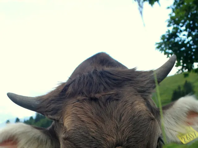 Artificial intelligence-crafted video depicts a cow balancing on a scooter