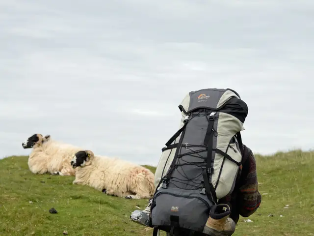 Illegal Shipment of Sheep in Zabaikal