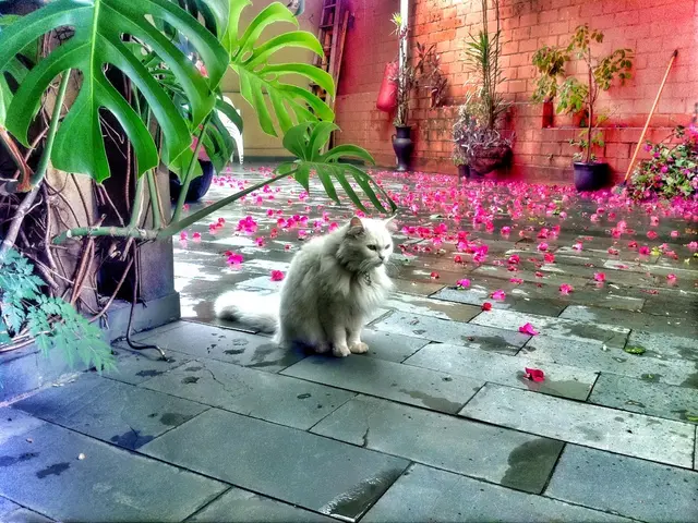 Spotted in Purulia, West Bengal: The Tiny Tiger - World's Smallest Wild Cat Makes a Surprise...