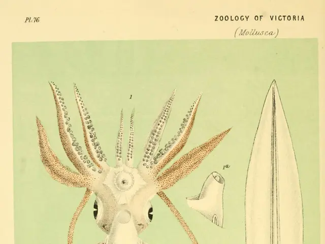 Unprecedented footage captures massive colossal squid in its native environment