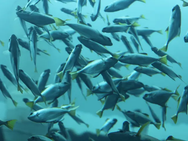 The Origin of Fish Spines Unveiled