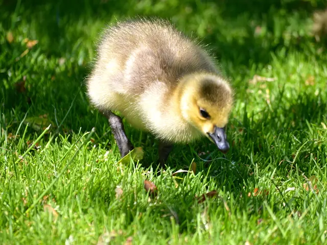 Tourist attraction loses its equine presence as residential construction project gets denied