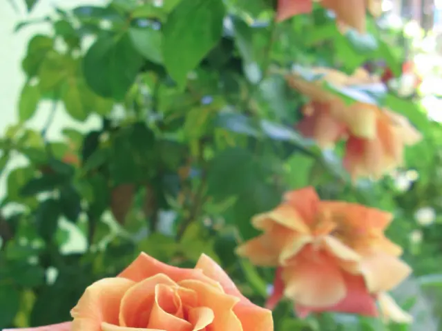 Caring for Your Compact, Beautiful Home Rose Garden: A Step-by-Step Guide