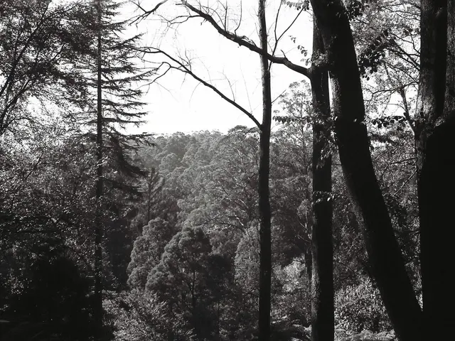 Trees in urban areas adapting to global warming conditions