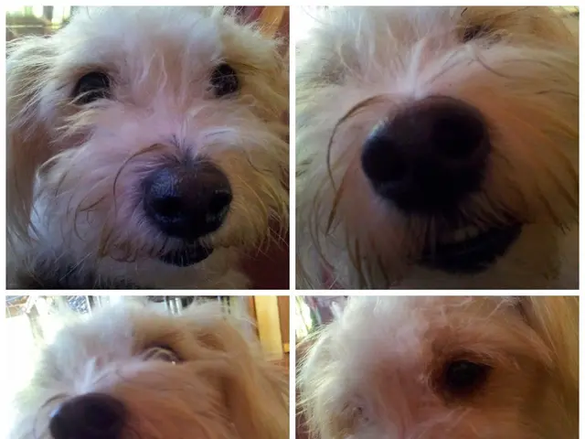 June's Canine Star: Elderly Dog Carlos Hunts for Comfortable Sleeping Spot