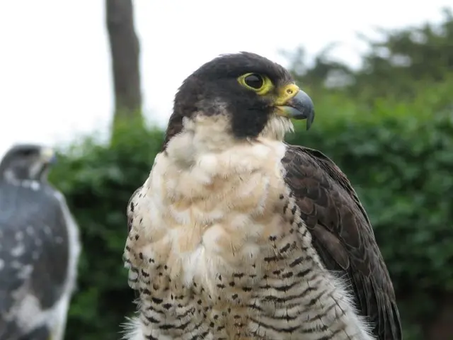 Expansive Aviation Titans: A Look at the Powerful Players