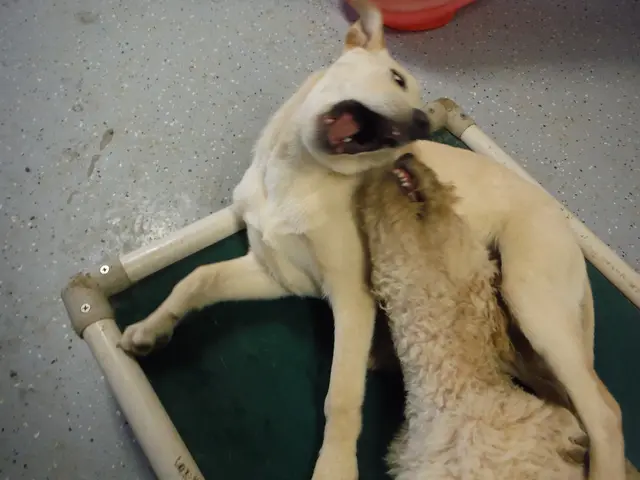 Small Dog Owner Met with Fatal Attack by Family Canine