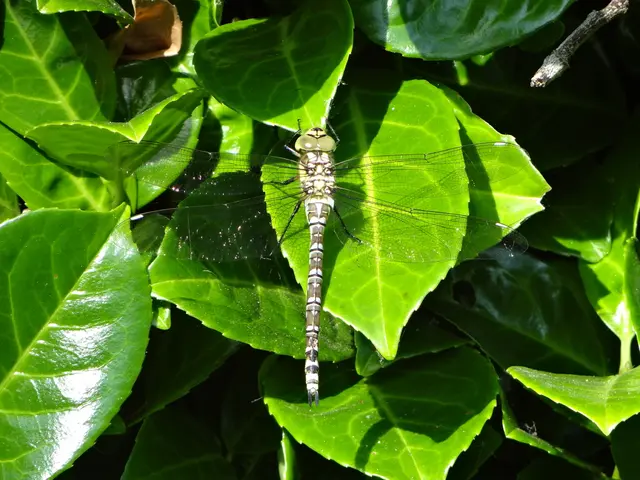 In response to a mosquito-borne virus outbreak, China deploys methods similar to those used during...