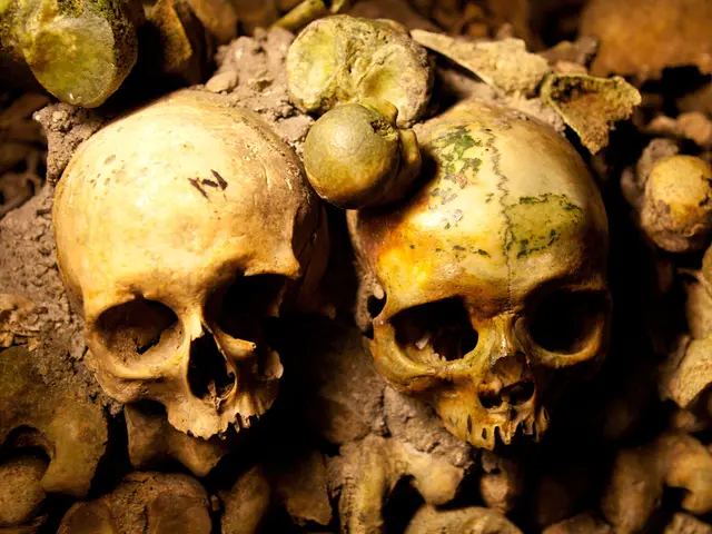 Human Discovery of a Single Bone Alters Understanding of Human Migration History