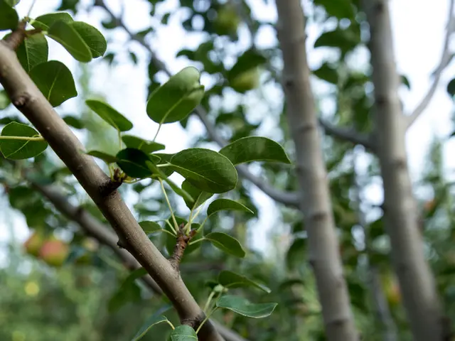 Techniques and Strategies for Trimming Overgrown Apple Trees: Crucial Methods and Advice