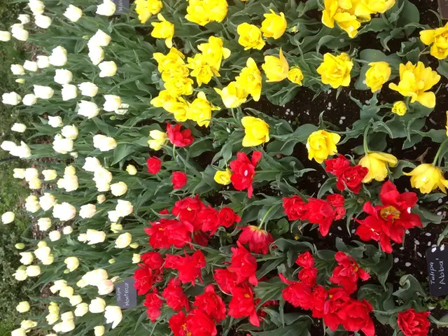 Ideal Timing for Flower Planting in Spring: Expert Insights for a Vibrant Garden