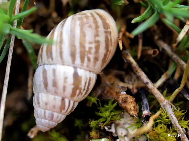 Thai dugongs face challenges due to declining seagrass populations