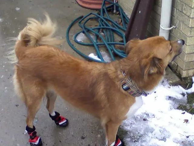 Cryptocurrency Dogecoin aims for its first Exchange Traded Fund (ETF) debut, coinciding with...