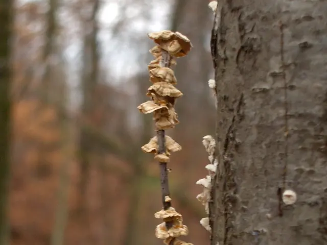 A Fungal Catastrophe in Real Life Could Be a Reality, According to Experts - It's Not Totally...