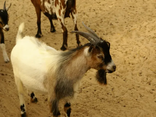 Utilizing Robotics to Build Eco-Friendly Wildlife Preserves