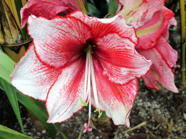 Update Your Pachira Aquatica: Switch the Potting Mix, Maintain the Plant