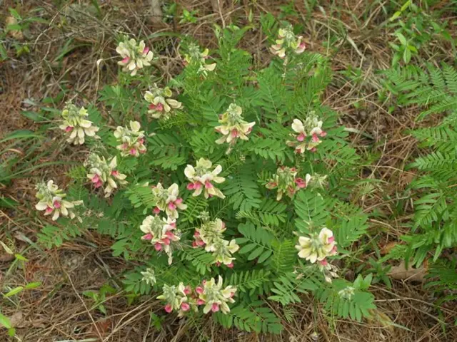 Soil Nutrient Uptake by Non-Legume Plants