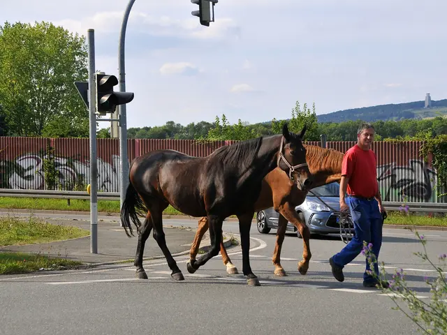 Police in Poland report accident on the road involving a horse with minor injuries in the town of...