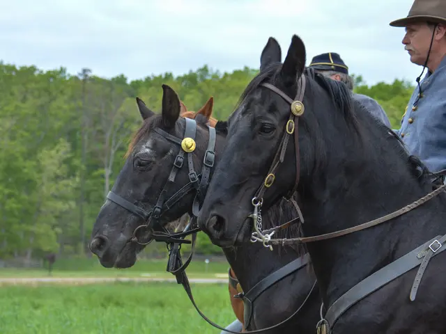 Study Your Equine Companion Like a Researcher