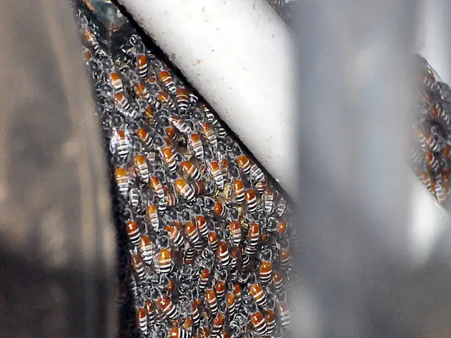 Talk on the Subject of Asian Hornets