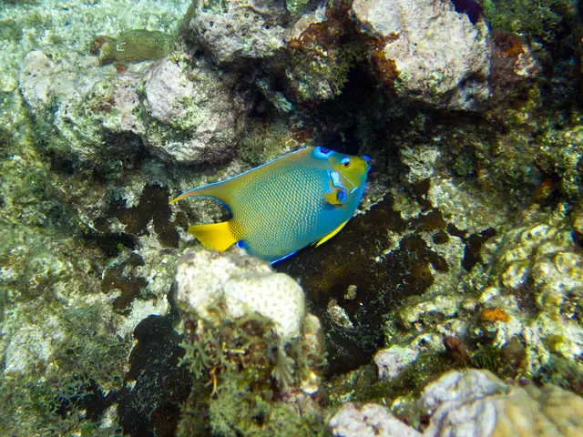 Technology in Virtual Realm Depicts Coral Reef Healing Post-Bleaching Events