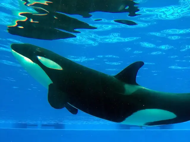 Introducing a Complimentary Digital Learning Program for Safeguarding Whales from Vessel Collisions