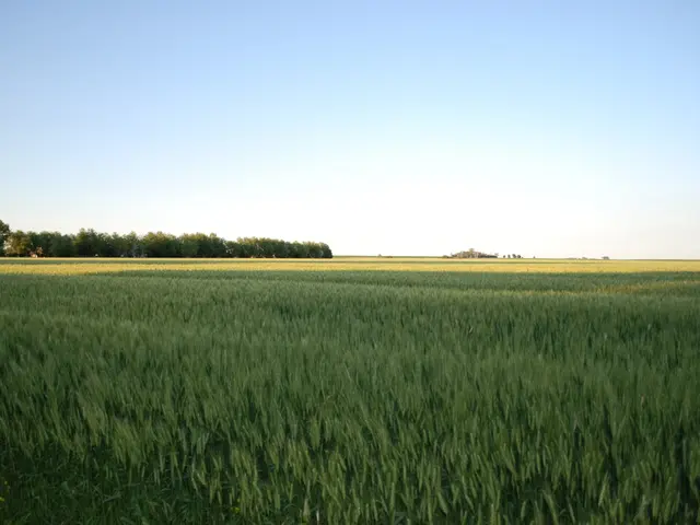 NFL Collaborates with Paddy Power in the UK and Ireland