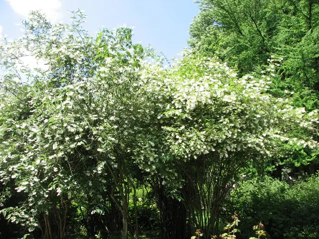 Overcast weather anticipated for Araruama on the 8th of this month