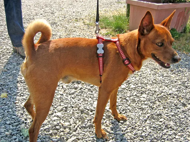 Elderly individual meets tragic demise following vicious Rottweiler assault in Norwalk city