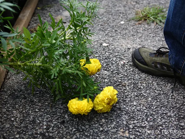 Daily journey of completing a "thankful mile" continuously for twenty-one days