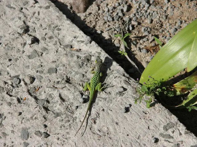 Ten lizards were clandestinely transported to Cincinnati, hidden within a sock. The population has...