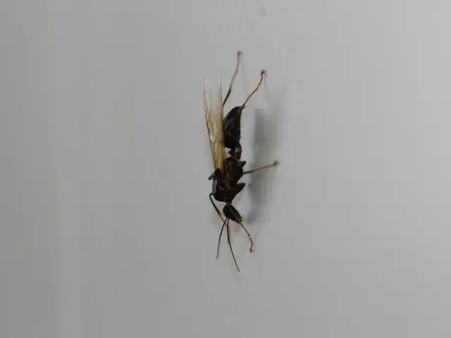 Hornets of Asian Origin Continue Their Expansion