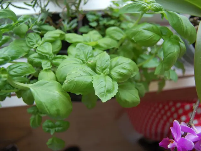 Epithelial-to-mesenchymal transitions foster the development of endothelial cells, thereby...