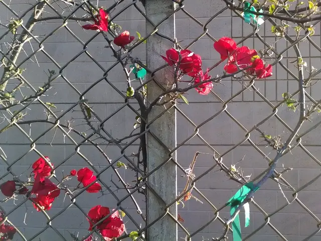 Groups deliberate on financial strategy development for coalition