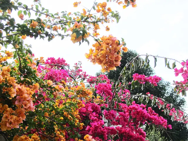 Vibrant Summer Pot Showcasing Bold Hues of Orange and Pink, Crafted with Hemerocallis, as Designed...