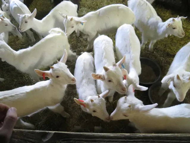 Wild animals have experienced shrinkage, while domestic animals grew in size, a study reveals, but...