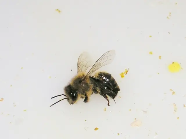 A car collision in Eigeltingen, Konstanz region, Germany, occurred due to a surprise attack by a...